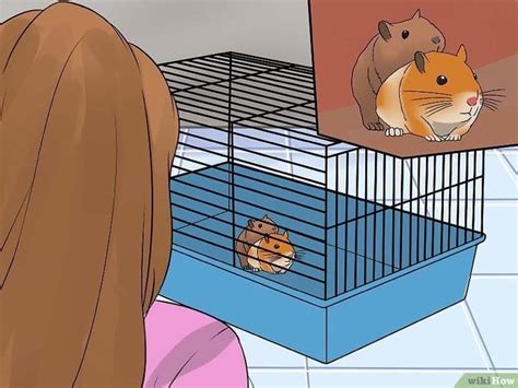 hamster free porn